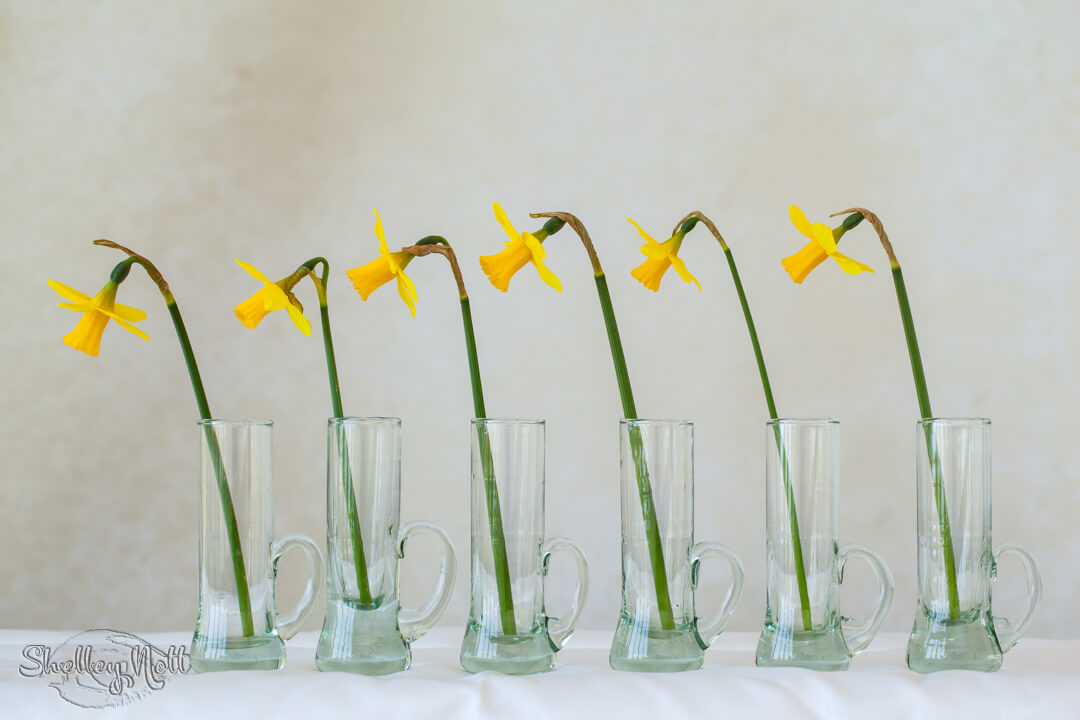 Marching daffodils