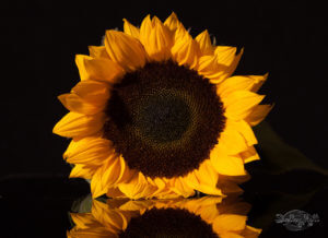 Sunflower Reflection