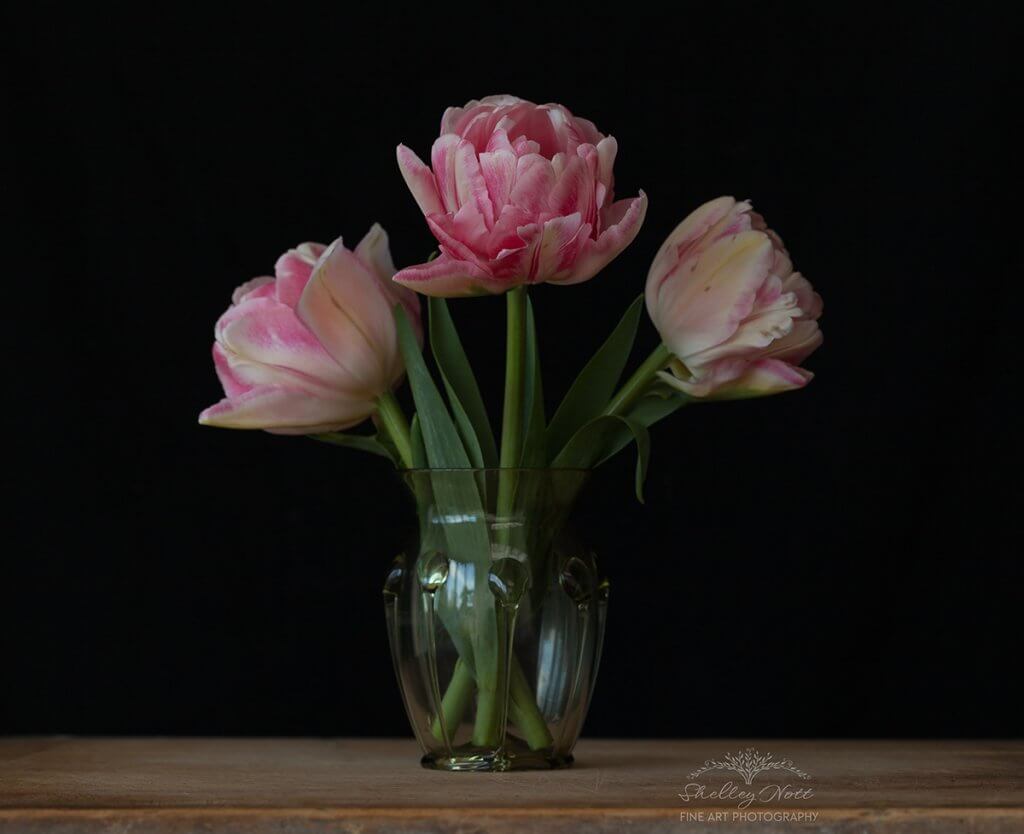 three pale pink tulips in a glass vase on a woodedn shelf with a black background