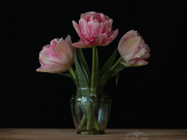 three pale pink tulips in a glass vase on a woodedn shelf with a black background